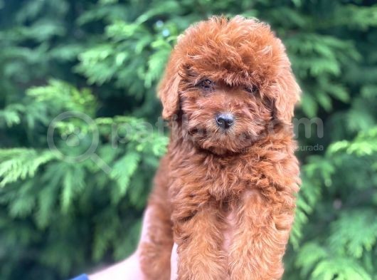 Show Kali̇te Red Brown Toy Poodle Bebekleri̇m görsel