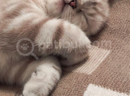 3,5 Aylık Dişi Sevimli Scottish Straight Silver Point görsel