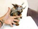 5.5 Aylik Mi̇ni̇ Boy Erkek Yorkshi̇re Terri̇er