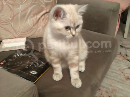 3,5 Aylık Dişi Sevimli Scottish Straight Silver Point görsel