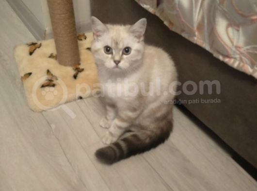 3,5 Aylık Dişi Sevimli Scottish Straight Silver Point