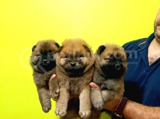 Chow Chow Yavrularimiz görsel
