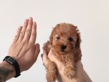 Muhteşem Sevi̇mli̇ Toy Poodle A Scr Li̇