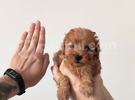 Muhteşem Sevi̇mli̇ Toy Poodle A Scr Li̇ görsel