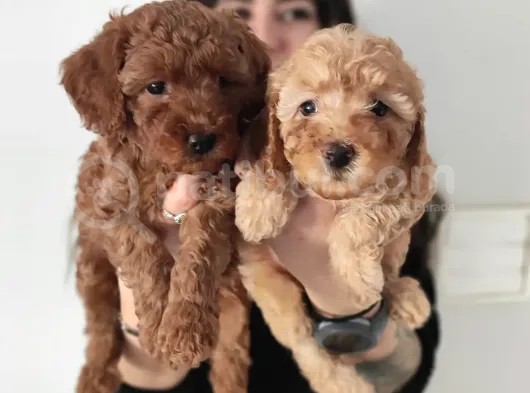 Muhteşem Sevi̇mli̇ Toy Poodle A Scr Li̇ görsel