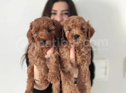 Muhteşem Sevi̇mli̇ Toy Poodle A Scr Li̇ görsel