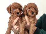 MUHTEŞEM SEVİMLİ TOY POODLE A SCR Lİ