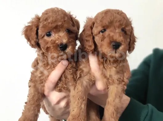 Muhteşem Sevi̇mli̇ Toy Poodle A Scr Li̇