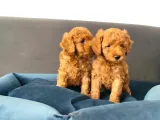 Muhteşem Sevi̇mli̇ Toy Poodle A Scr Li̇