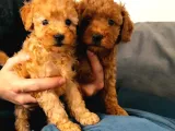 Muhteşem Sevi̇mli̇ Toy Poodle A Scr Li̇