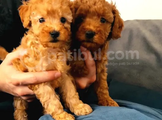 Muhteşem Sevi̇mli̇ Toy Poodle A Scr Li̇ görsel