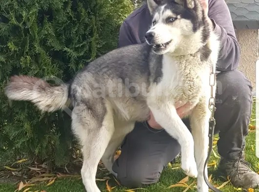 Maviş Gözlü Safkan Husky Minikler görsel