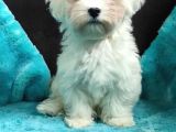Daha Tatlisi Yok :) Maltese Terri̇er Sifir Numara