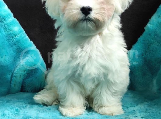 Daha Tatlisi Yok :) Maltese Terri̇er Sifir Numara görsel