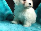 Daha Tatlisi Yok :) Maltese Terri̇er Sifir Numara