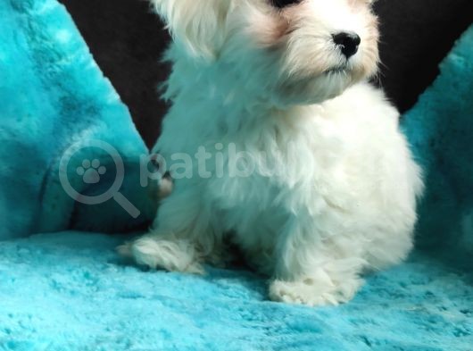 Daha Tatlisi Yok :) Maltese Terri̇er Sifir Numara görsel
