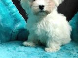 Daha Tatlisi Yok :) Maltese Terri̇er Sifir Numara