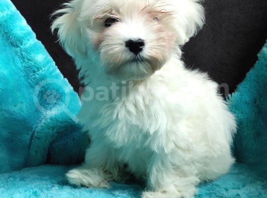 Daha Tatlisi Yok :) Maltese Terri̇er Sifir Numara