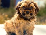 Eşsiz Güzellikte F2 Maltipoo Bebeğim