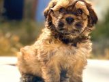 Eşsiz Güzellikte F2 Maltipoo Bebeğim