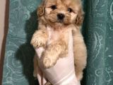 Erkek Anne Altından Maltipoo Yavrularımız