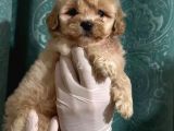 Erkek Anne Altından Maltipoo Yavrularımız