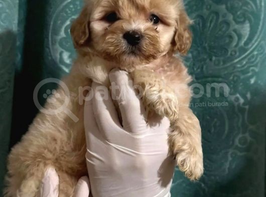 Erkek Anne Altından Maltipoo Yavrularımız görsel