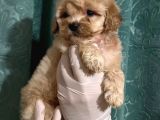 Erkek anne altından Maltipoo yavrularımız