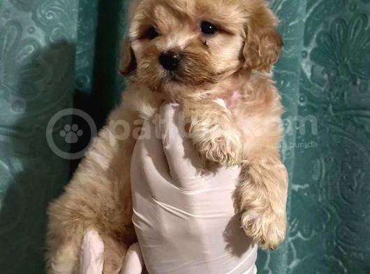 Erkek Anne Altından Maltipoo Yavrularımız