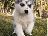 Maviş Gözlü Safkan Husky Minikler