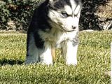 Maviş gözlü Safkan Husky minikler