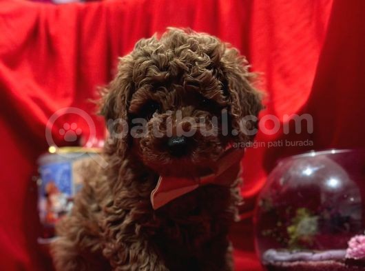 Safkan Toy Poodle Yavrularımız görsel