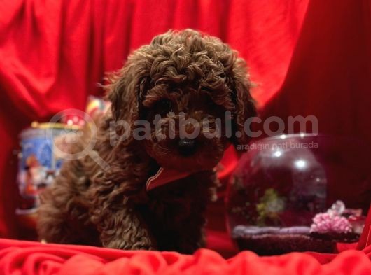 Safkan Toy Poodle Yavrularımız görsel