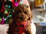 Safkan Toy Poodle Yavrularımız