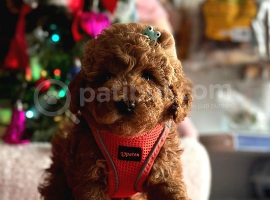 Safkan Toy Poodle Yavrularımız görsel