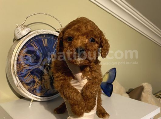 Redbrown Bebekler görsel
