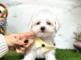 Mini Sevimli Maltese Yavrularımız