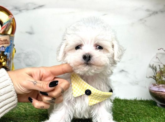 Mini Sevimli Maltese Yavrularımız görsel