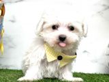 Mini Sevimli Maltese Yavrularımız