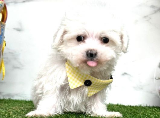 Mini Sevimli Maltese Yavrularımız görsel