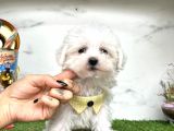Mini Sevimli Maltese Yavrularımız