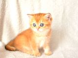 Şampiyon soyundan ny11 golden british shorthair