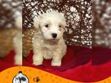 Maltese Terrier Sıfır Numara bebek yüz yavrularımız