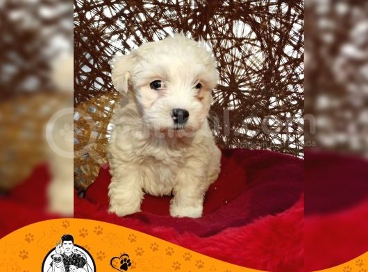 Maltese Terrier Sıfır Numara Bebek Yüz Yavrularımız