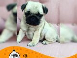 Pug Mops Gül Kuyruk Yavrularımız Puppy
