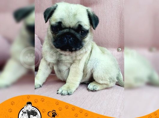 Pug Mops Gül Kuyruk Yavrularımız Puppy