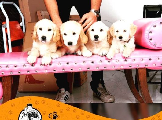 Golden Retri̇ever Baby Face Yavrularimiz Puppy