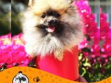 POMERANİAN