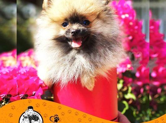 Pomerani̇an