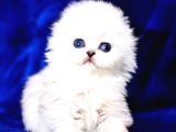 Üst düzey kalitede scottish fold longhair ns1133